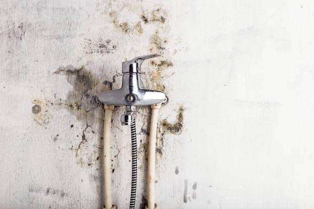 Best Fast Mold Removal  in Jackson, MS