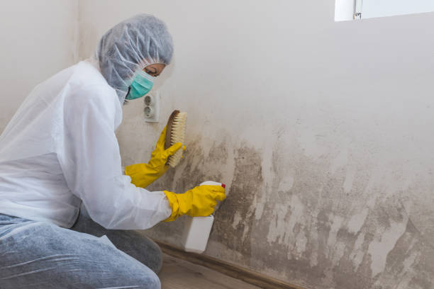 Best Mold Cleaning Services  in Jackson, MS
