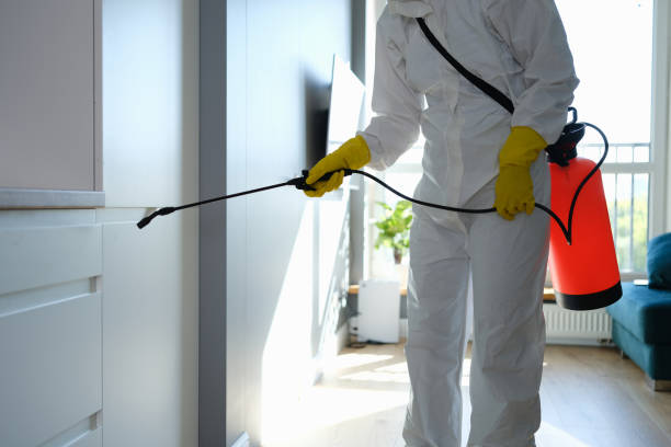 Best Mold Damage Repair  in Jackson, MS