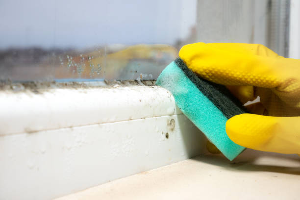 Best Affordable Mold Removal  in Jackson, MS