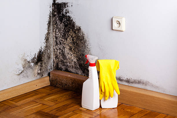 Best Mold Damage Repair  in Jackson, MS