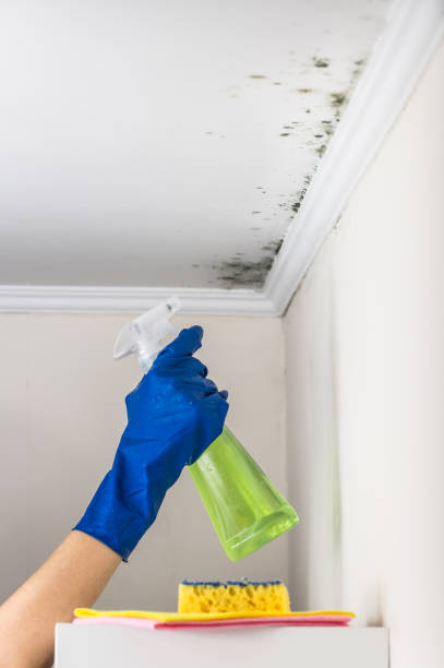 Best Black Mold Removal  in Jackson, MS