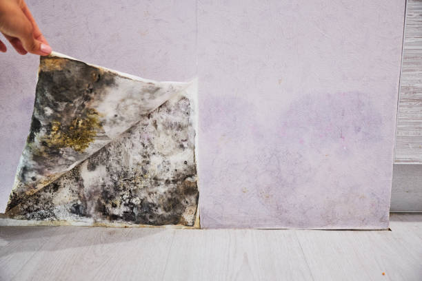 Trusted Jackson, MS Mold Removal Experts